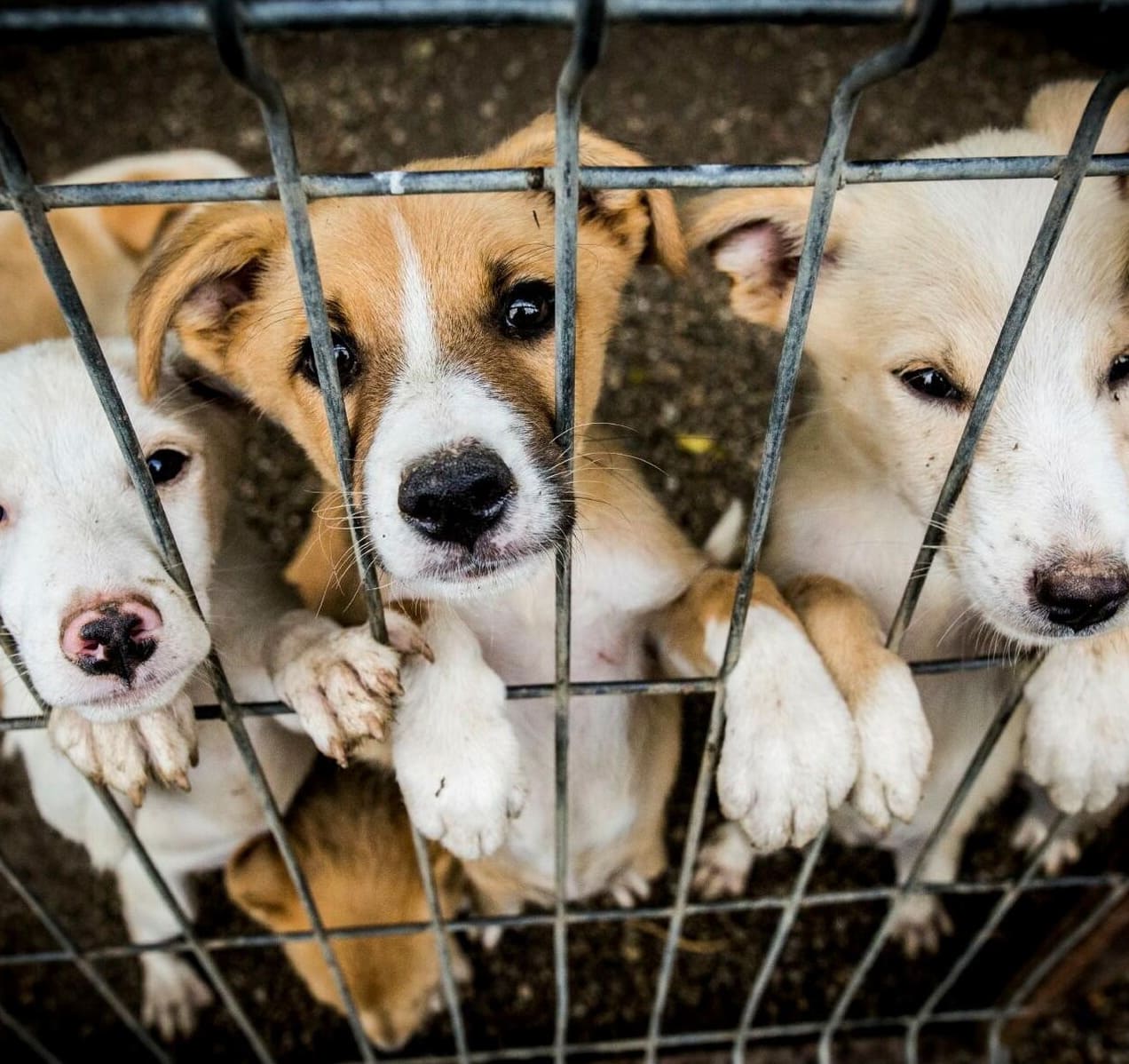 Background image for /images/circles/dogs.jpg